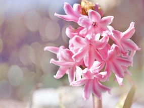 锡山区综合花卉绿植养护之二年生花卉越冬策略多数二年生花卉种子萌发的温度是